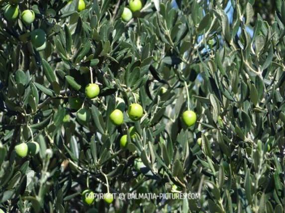 http://www.dalmatia-pictures.com/wp-content/uploads/2012/10/masline_olive_001.jpg