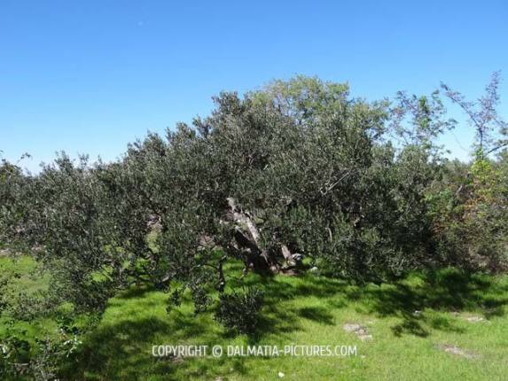 http://www.dalmatia-pictures.com/wp-content/uploads/2012/10/masline_olive_003.jpg