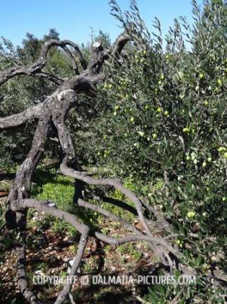http://www.dalmatia-pictures.com/wp-content/uploads/2012/10/masline_olive_013.jpg